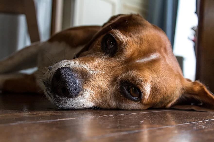 Bored dog